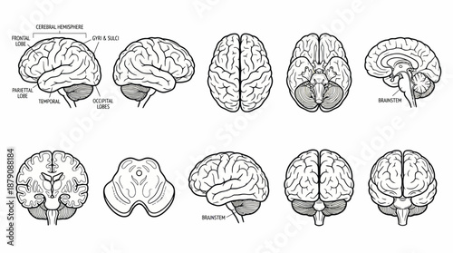 Human Brain Anatomy Vector Illustration – Lateral, Sagittal, Coronal, Axial Views with Labeled Lobes, Cerebellum, Brainstem for Medical, Educational, Scientific Use