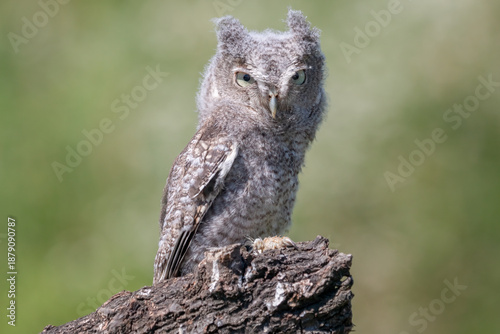Foto Juvenile Eastern Screech Owl (Megascops asio) Perched on Tree Trunk