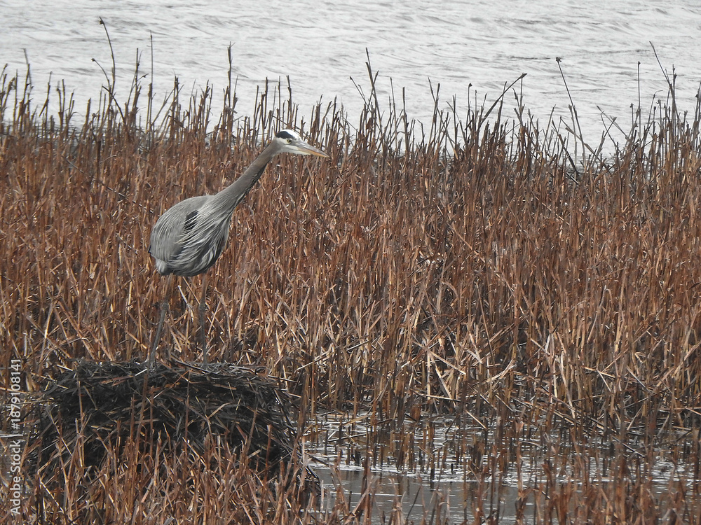 Fototapeta premium A great blue heron, enjoying a cold winter day, within the wetlands of the Bombay Hook National Wildlife Refuge, Kent County, Delaware. 