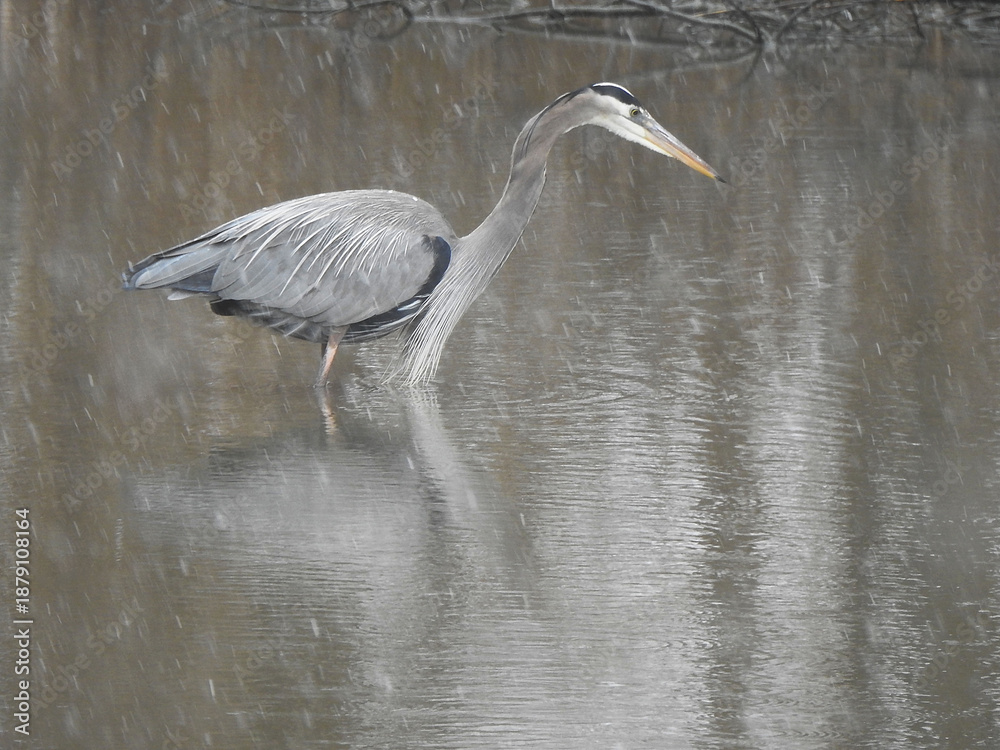 Naklejka premium A great blue heron, wading through the wetland waters, in search of aquatic prey to eat, during a wet, snow storm. Winter season, Bombay Hook National Wildlife Refuge, Kent County, Delaware. 