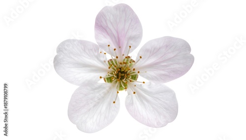 Close-up of a delicate five-petaled white and pale pink flower isolated on a white background
