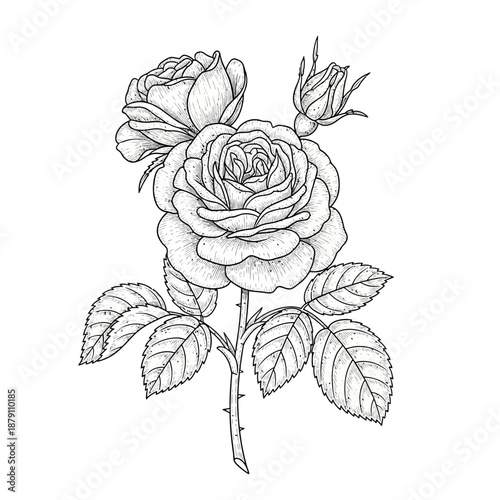 Hand Drawn Rose Flower Line Art Romantic Vector illustration of rose