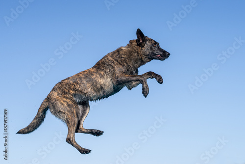 Obraz na płótnie Dutch shepherd against a blue sky