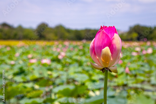 Field of pink water lilies in the countryside of Vietnam.