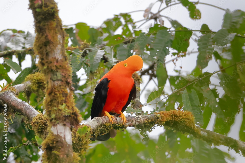 Obraz premium Andean cock-of-the-rock, Rein forest, Parque Nacional Cayambe-Coca, Ecuador