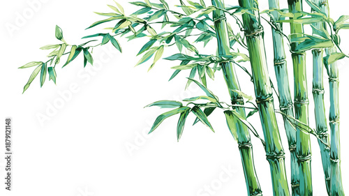 Green Bamboo Design Vector Art and Illustration for Professionals