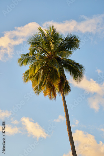 palm tree and blue sky with some scattered clouds in a tropical setting.