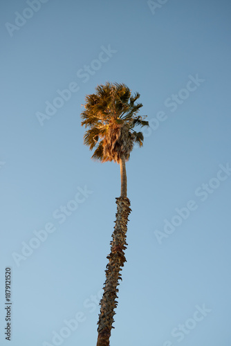 palm tree on blue sky background, californian palm tree.