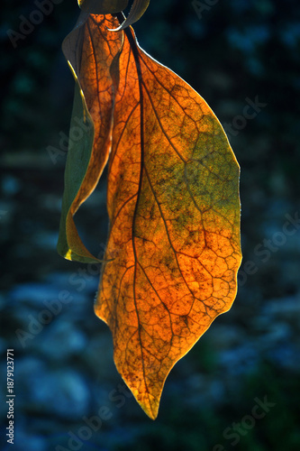 autumn dry leaf close-up, illuminated by sunlight