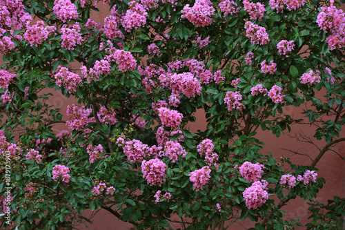 Lagerstroemia indica with pink flowers against a terracotta wall