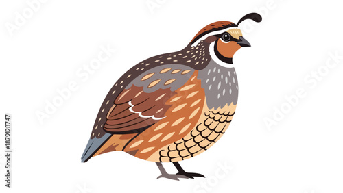 Illustration of a colorful quail bird standing on a white background with vibrant brown, orange, and gray feathers.