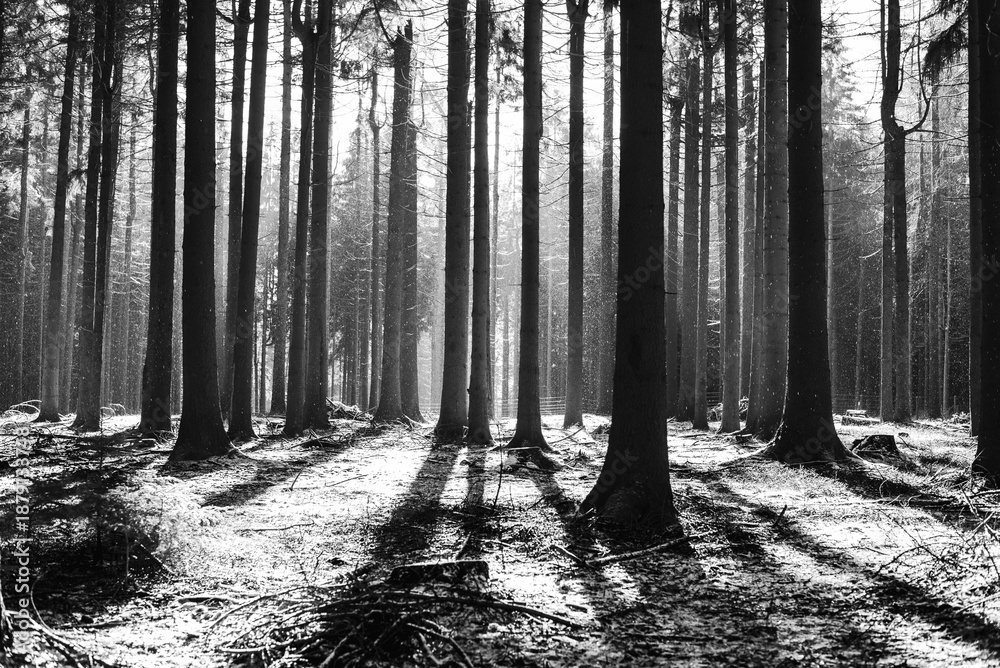 Naklejka premium black and white landscape in winter forest l 