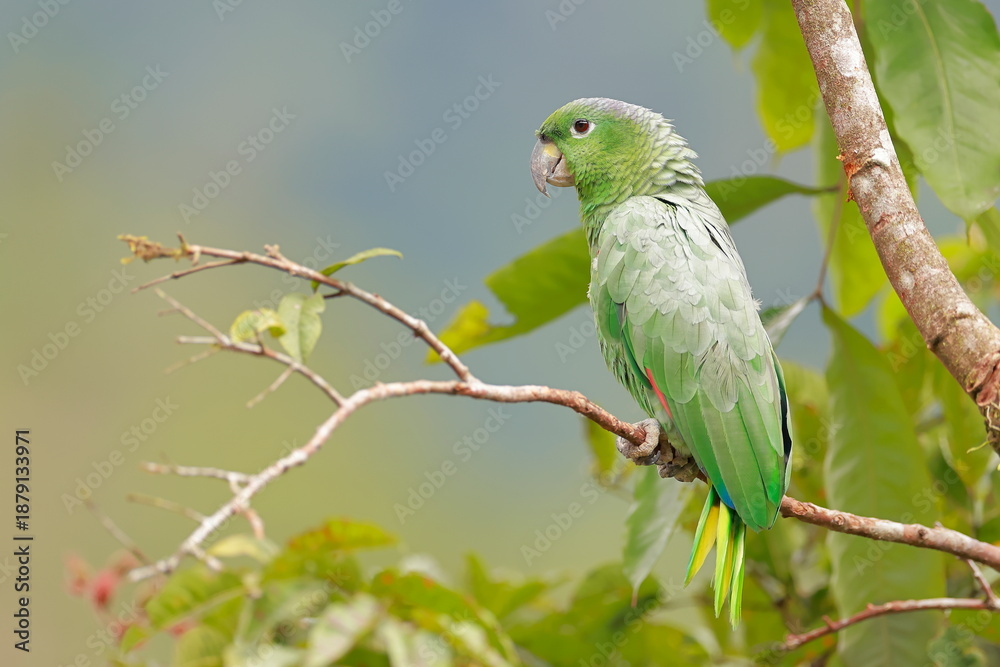 Fototapeta premium Southern mealy amazon, Amazona farinosa, Parque Nacional Cayambe-Coca, Ecuador
