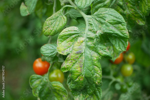 Картината върху платно Tomato leaves late blight Phytophthora infestans affected Solanum lycopersicum by early potato blight alternamia fungus, left mold Passalora fulva types and Mosaic virus