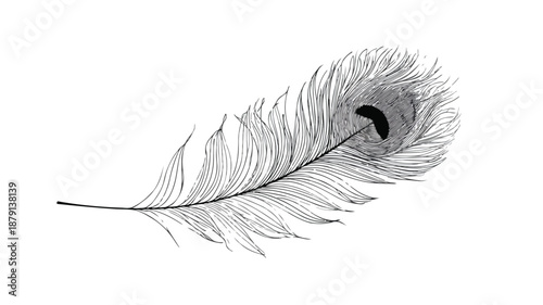 Elegant Minimalist Peacock Feather Line Art Design Concept Vector