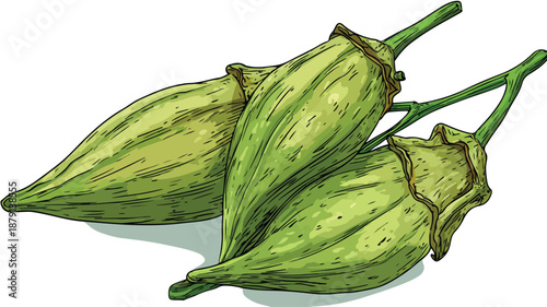 Colorful Okra Cartoon Style Vector Illustration for Creative Projects