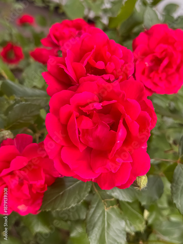Bright Red Rose Blooms with Green Leaves in Garden Close-Up
