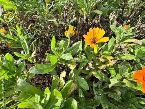Konstfotografi Calendula officinalis (pot marigold) with a bee collecting nectar on its bright orange flower in the Zeytinburnu Medicinal Plants Garden