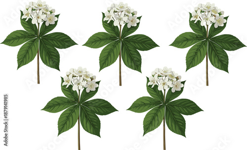 White flowering plant illustration set with green leaves, detailed botanical flowers isolated on white background for nature, herbal and floral design use