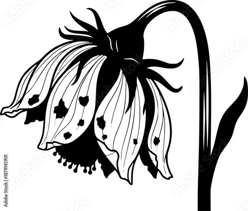 Dead flower botanical floral plant with wilting and withering petals for decay and grief concept – Black and White Vector Illustration
