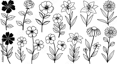 Flower botanical floral plant bloom and blossom set with stem and leaf – Black and White Vector Illustration