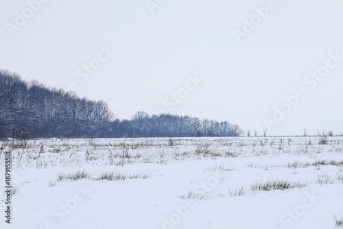 Wallpaper Mural A vast field covered in fluffy white snow stretches to a dark forest line under a cloudy winter sky. Dry grass poking through the drifts adds texture to this minimalist landscape filled with peace and Torontodigital.ca