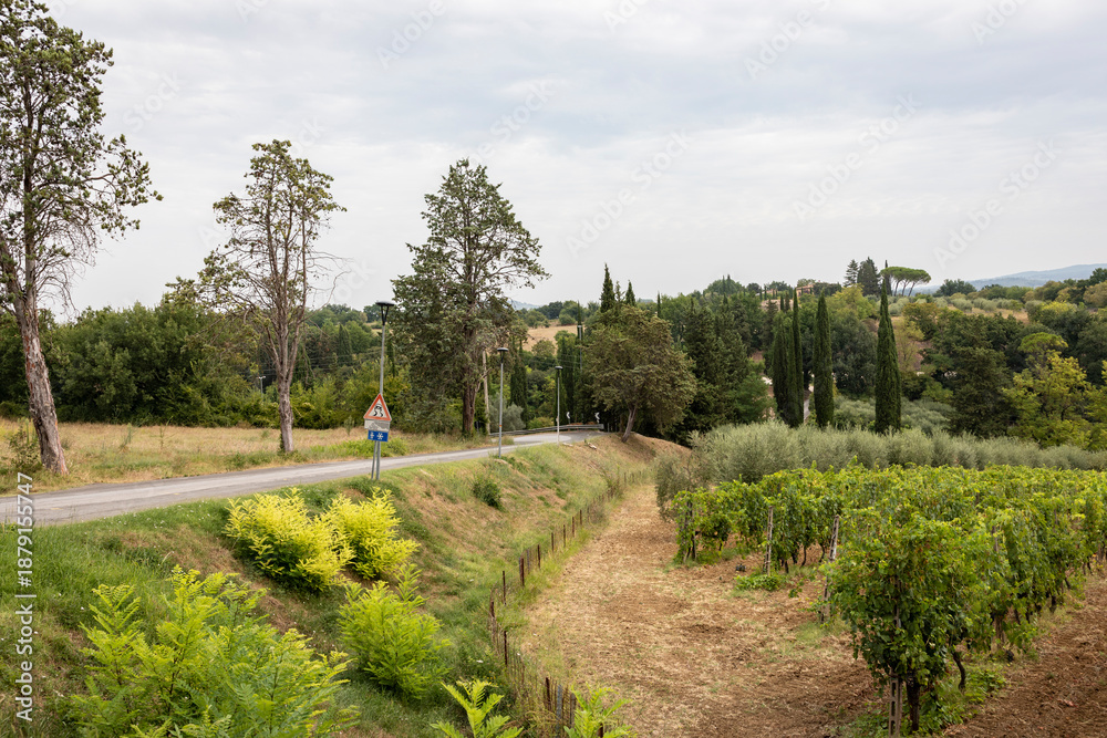 Fototapeta premium Paved road in San Lucchese going to Poggibonsi, province of Siena, Tuscany, Italy