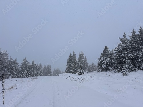 Fresh snow on forest road with falling snow