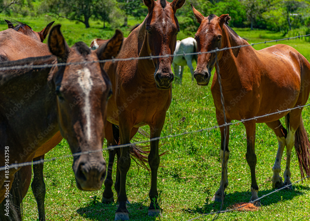 Obraz premium cavalos marrons
