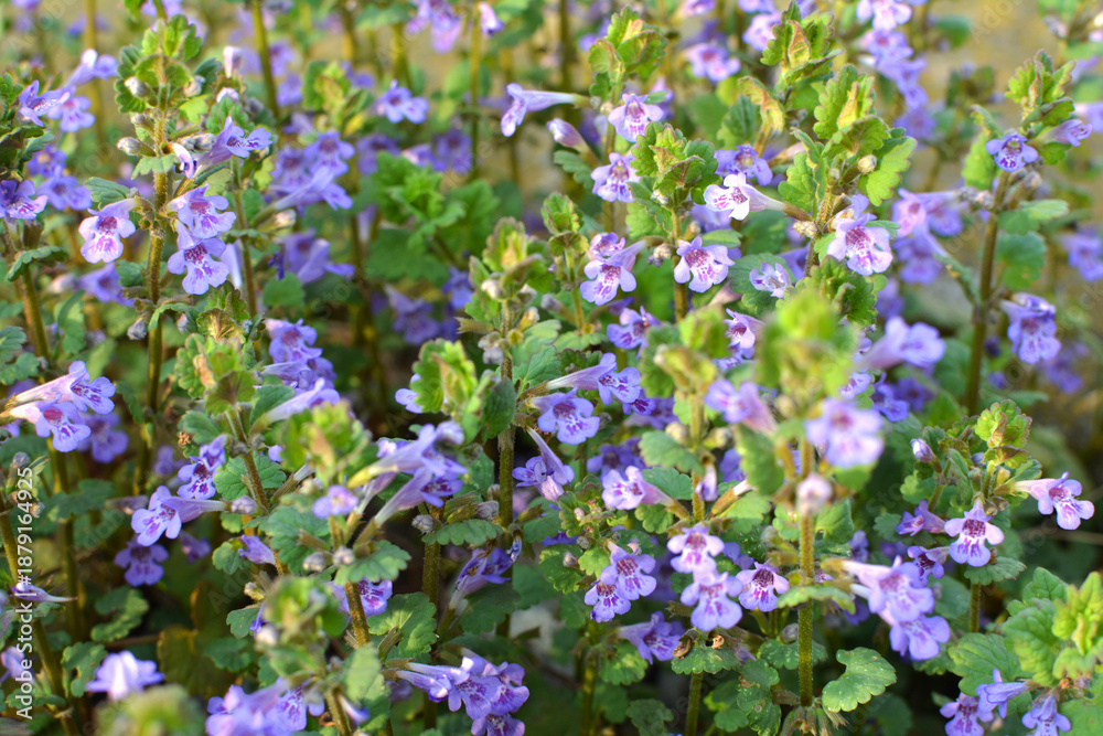 Obraz premium Glechoma hederacea blooms in nature in spring