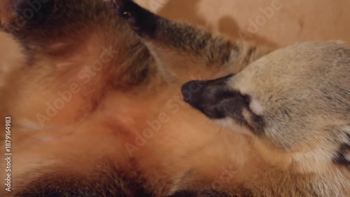 caucasian woman examining coati belly closely, intimate veterinarystyle check in wooden enclosure showing paw pads, fur detail and gentle hand palpation, careful rehabilitator capturing health