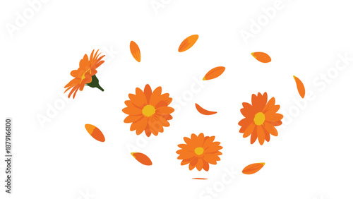 Arrangement of vibrant orange marigold flowers and scattered petals on a white background, symbolizing celebration, festivity, autumn, and natural beauty in a cheerful design.