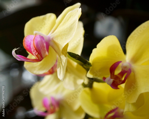 Vivid Yellow, Pink, and Red Orchids in Bright Sunshine
