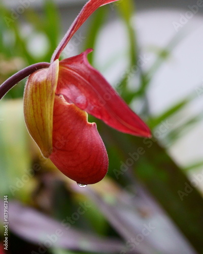 A Side View of a Bright, Red Orchid with a Drop of Clear Water on the Bottom of the Blossom against a Light Mottled Green Background
