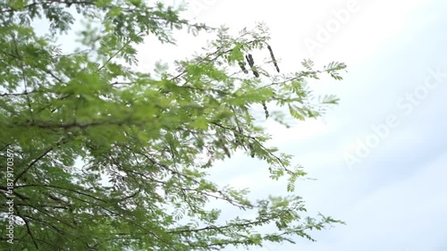 Fresh green tree branches moving gently with the wind against a bright sky