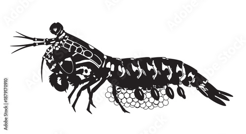 Detailed black and white line drawing of a shrimp crustacean.