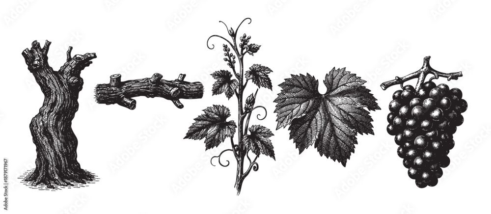 Fototapeta premium Black and white vintage illustrations showcase grapevine elements including trunk, branch, leaves, and grapes isolated on a clean white backdrop, suitable for design projects.