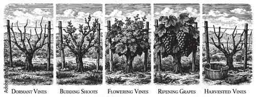 Engraving-style illustration showing the lifecycle of a grapevine, from dormant to harvest, useful for wine or agriculture publications.