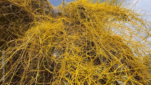 Foto Dense yellow parasitic dodder plant covering host vegetation creating abstract t