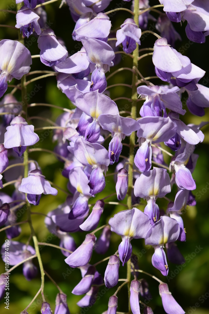 Fototapeta premium フジの花