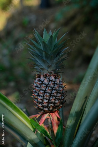 Young pineapple. Close-up of young pineapples in the garden