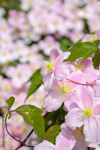 Soft pink spring flowers with delicate petals