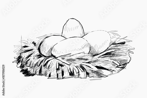 Eggs nest sketch animal illustration vector