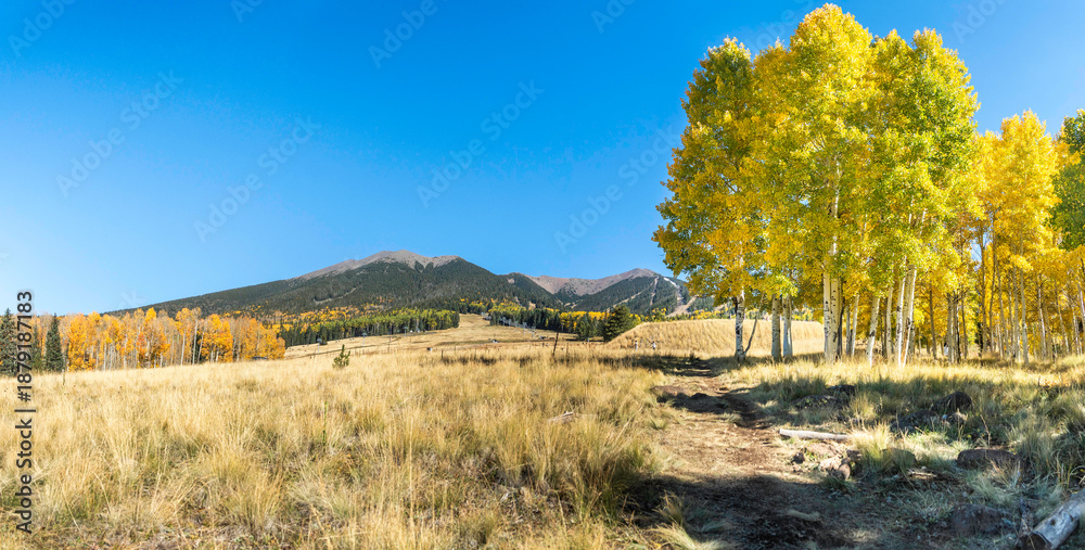 Fototapeta premium fall colors in flagstaff arizona 