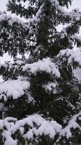Slow-motion snowfall and nature, story video.