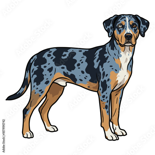 Catahoula Leopard Purebred Dog, Studio Portrait Isolated on a White Background