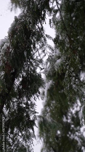 Slow-motion snowfall and nature, story video.