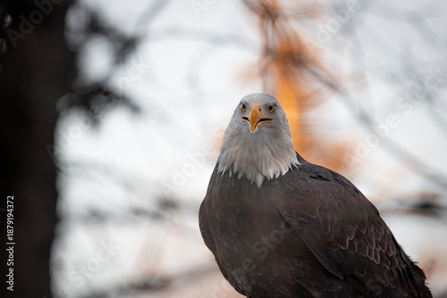 Bald eagle in anchorage alaska