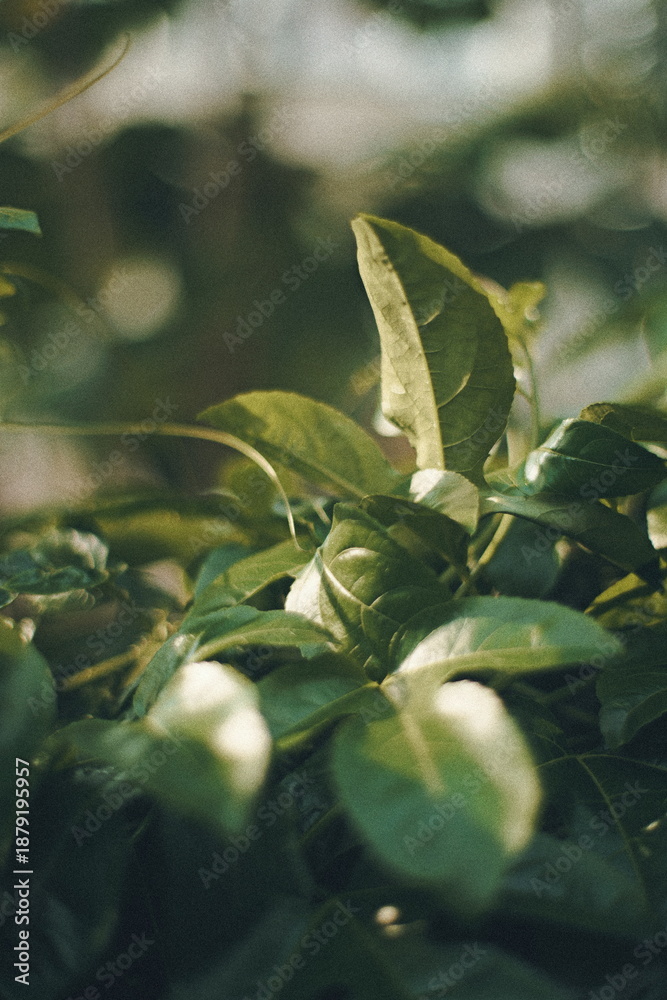 Fototapeta premium green leaves in the forest
