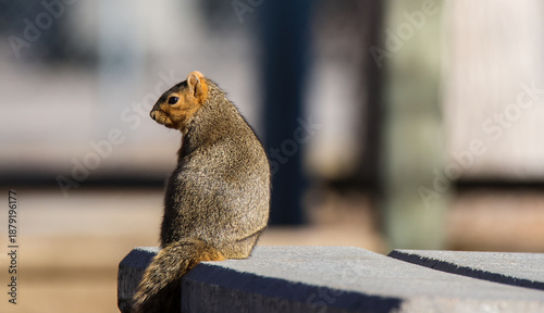 squirrel in the park